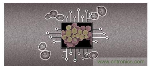 酵母菌(中)就像電子組件般的互連在一起，隻不過這些細胞並非透過電線交流，而是經由僅能以適當接受器注入細胞的化學藥物進行互動。