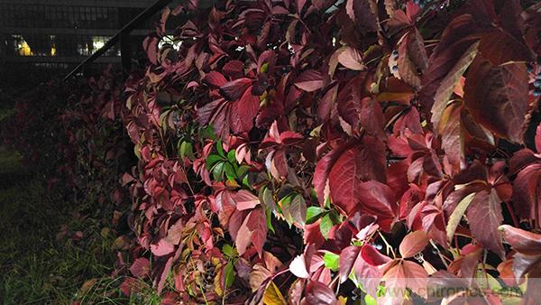 業界良心 LG V10 評測:剛毅、冷峻，不失人性化