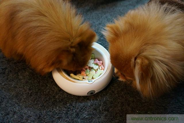 科學喂養從狗娃做起&mdash;&mdash;逗愛乖乖碗測試