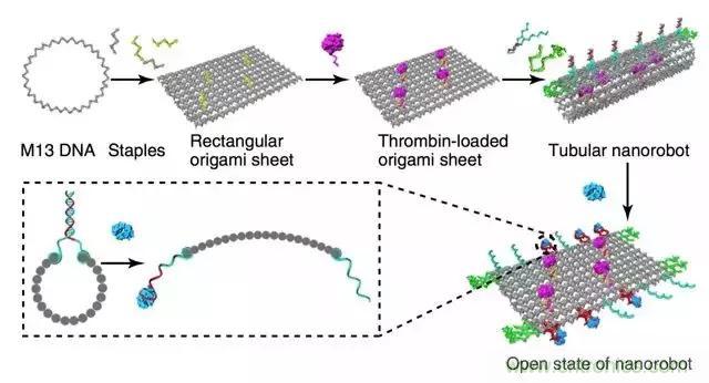 中美科學家聯手，用DNA納米機器人殺死癌細胞