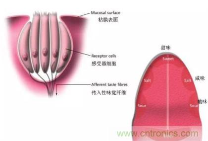仿生傳感器的定義、原理、分類及應用