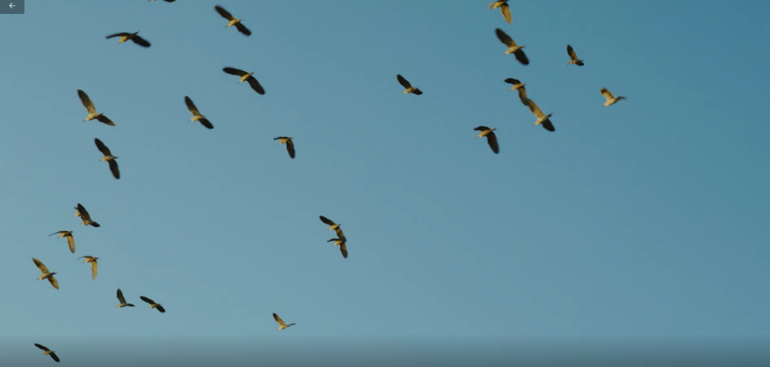 世界濕地日：海康威視攜手一個地球自然基金會，在上海守護這個重要“驛站”