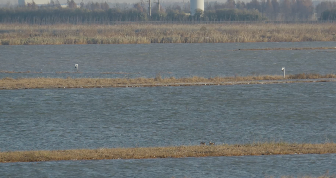 世界濕地日：海康威視攜手一個地球自然基金會，在上海守護這個重要“驛站”