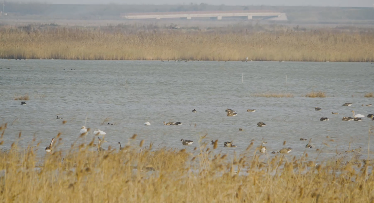 世界濕地日：海康威視攜手一個地球自然基金會，在上海守護這個重要“驛站”