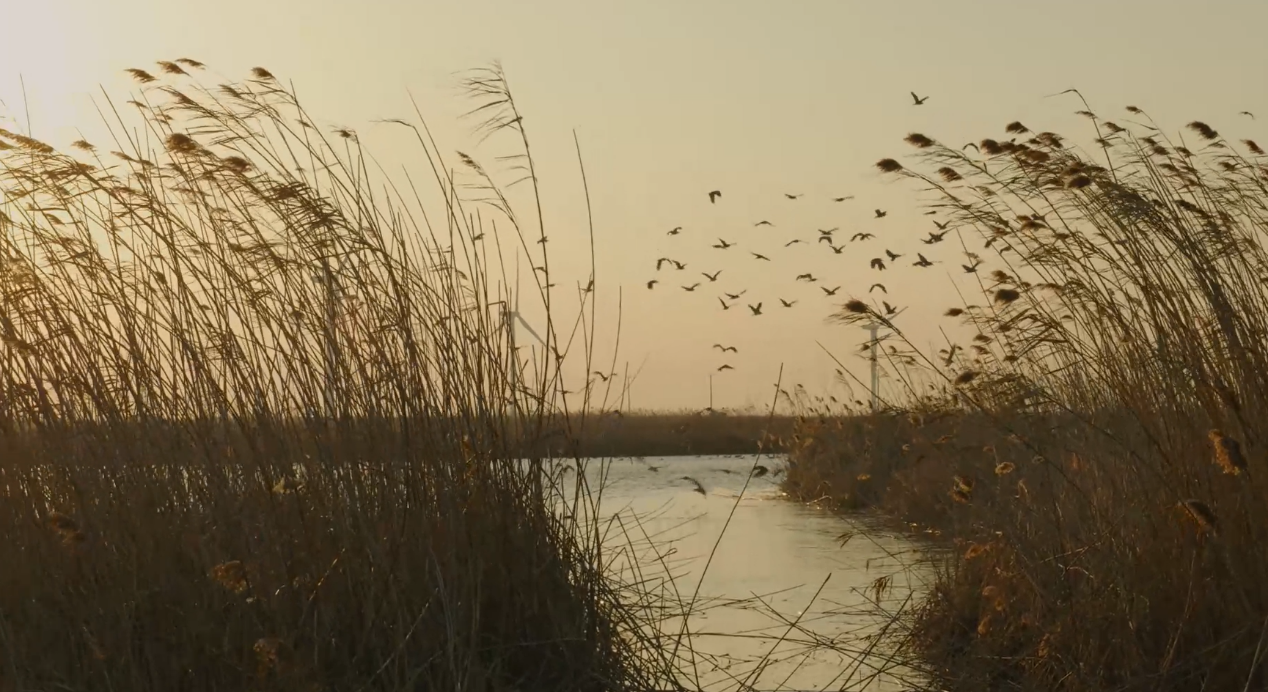 世界濕地日：海康威視攜手一個地球自然基金會，在上海守護這個重要“驛站”
