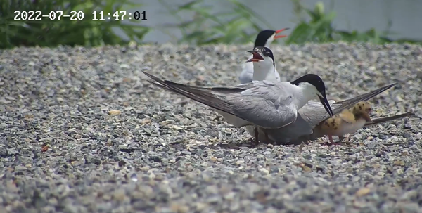 世界濕地日：海康威視攜手一個地球自然基金會，在上海守護這個重要“驛站”