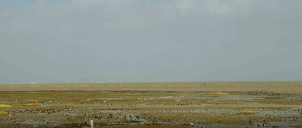 世界濕地日：海康威視攜手一個地球自然基金會，在上海守護這個重要“驛站”