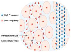  圖1.人體組織的電導率  因此，按照如上初步近似思路，模擬人體行為的電子電路可以建模如下：電阻Ri（細胞內電阻）與電容（細胞膜電容）串聯，二者與另一個電阻Re（細胞外電阻）並聯，如圖2所示2。人體的阻抗範圍在1 kHz左右的低頻時為10 kΩ至1 MΩ，在1 MHz左右的高頻時為1 kΩ至100 Ω。
