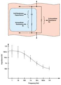  圖3.人體皮膚的三種主要RC分層模型：(a) Tregear、(b) Lykken、(c) Montague